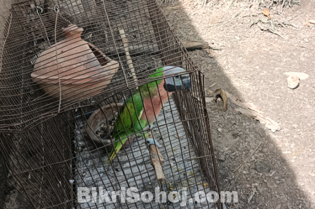 Red-breasted parakeet